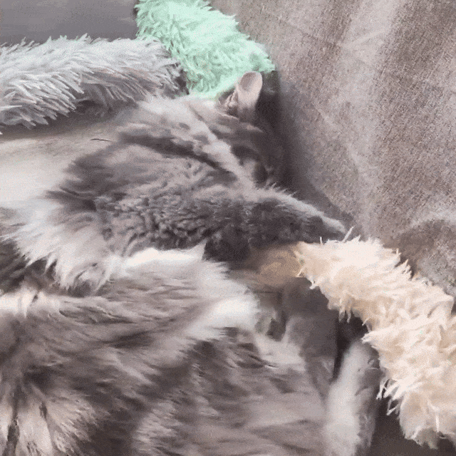 FurBuddies - Catnip Bliss Stick - FurBuddies